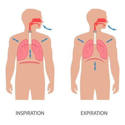 Diaphragmatic breathing is indicated in this illustration of the respiration cycle.