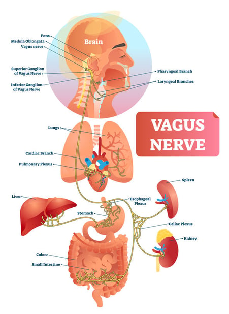 The vagus nerve: how to eliminate fear of public speaking.