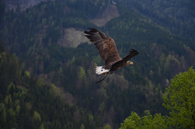 Stock photo of bird of prey or raptor flying over forest.