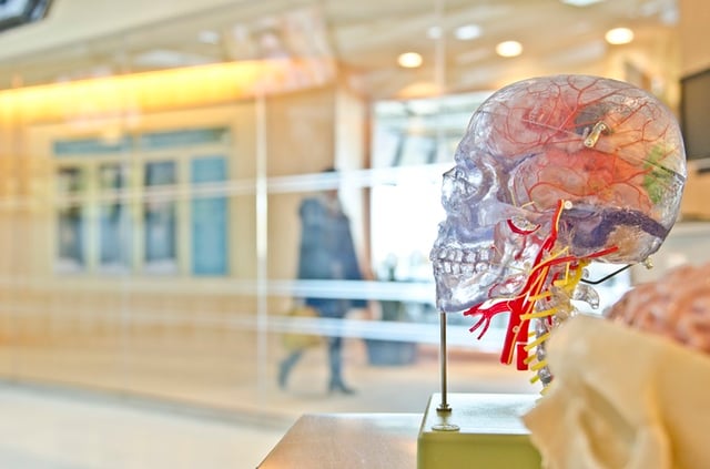 Stock photo image of transparent human brain.