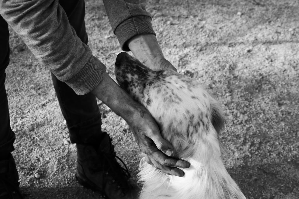 Stock photo of person and a white dog.