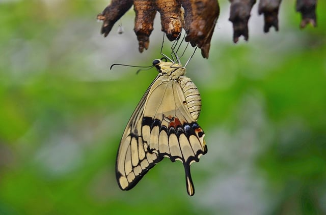 Stock photo of swallowtail butterfly emerging from cocoon.